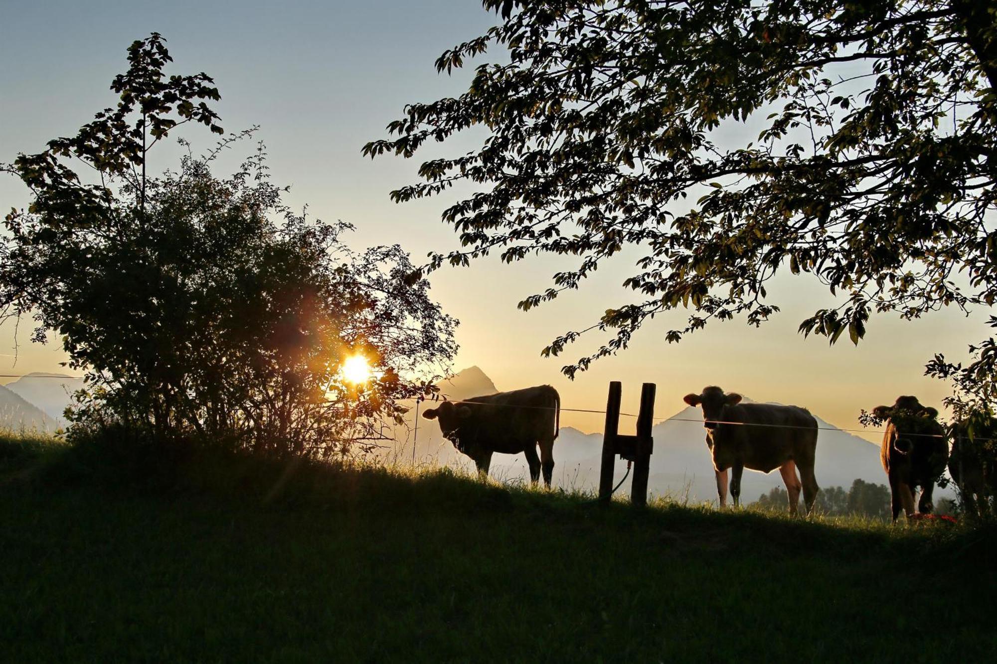 Ferienwohnung Pyhrgasblick Rosenau am Hengstpass Exteriér fotografie